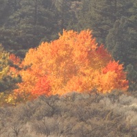 fall,break,Washoe,County,Schools,district,Nevada,NV,Reno